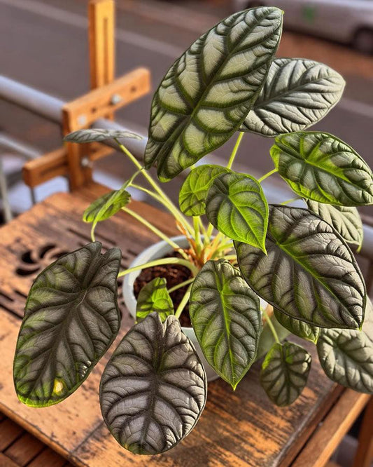 How To Buy High-Quality Plants - VERYPLANTS