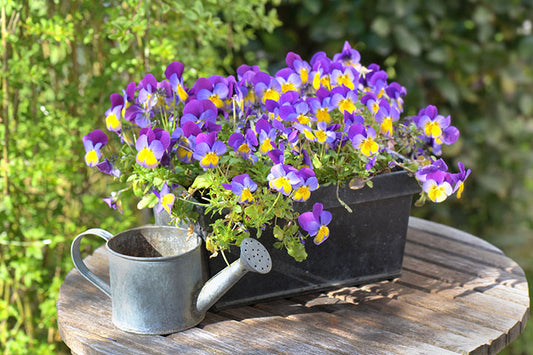 Purple viola in a flowerpot on a garden table
